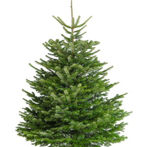 Premium Nordmann Eglīte