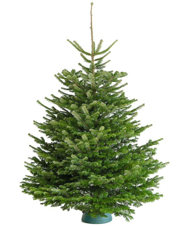 Nonstandard size Firs silvertree.lv